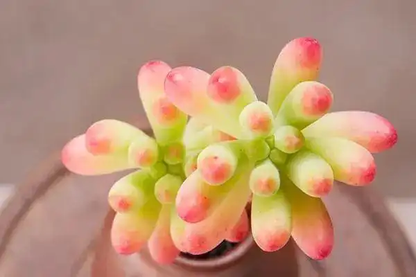 介绍8款无毒漂亮的多肉植物