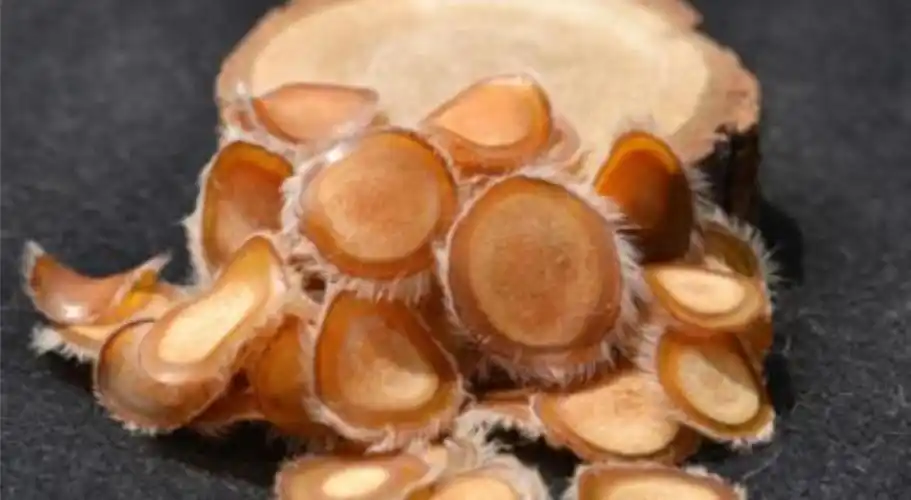 鹿茸的吃法鹿茸怎么吃效果最好『鹿茸的吃法 鹿茸怎么吃效果最好』