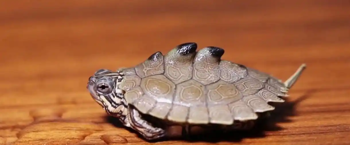 黑瘤地图龟为什么这么贵,黑瘤龟简介