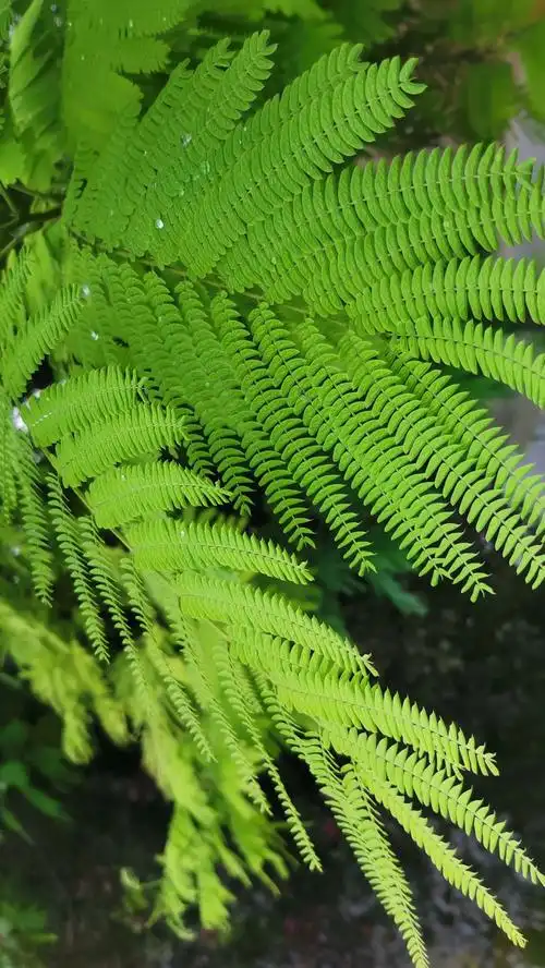 二回羽状复叶鉴赏·快来猜猜它们是什么植物吧~-荣耀俱乐部