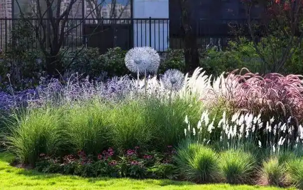 细说景观设计中的观赏草