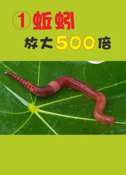 1:蚯蚓放大500倍看