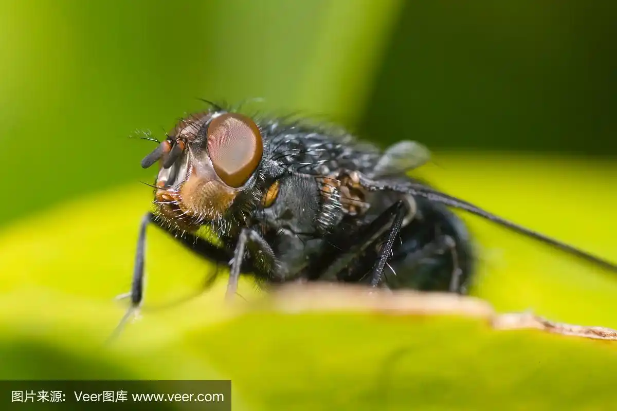 近距离观察苍蝇的眼睛