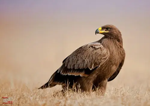 【达里湖摄猛】草原雕