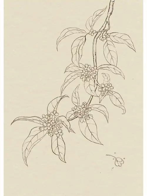 白描线稿桂花熬夜完成希望越来越好