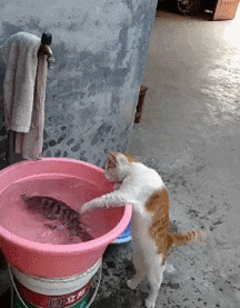 搞笑gif图:从小喜欢玩鸡,此人日后必成大器