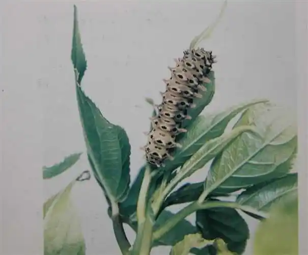 展开全部 斑蛾---幼虫