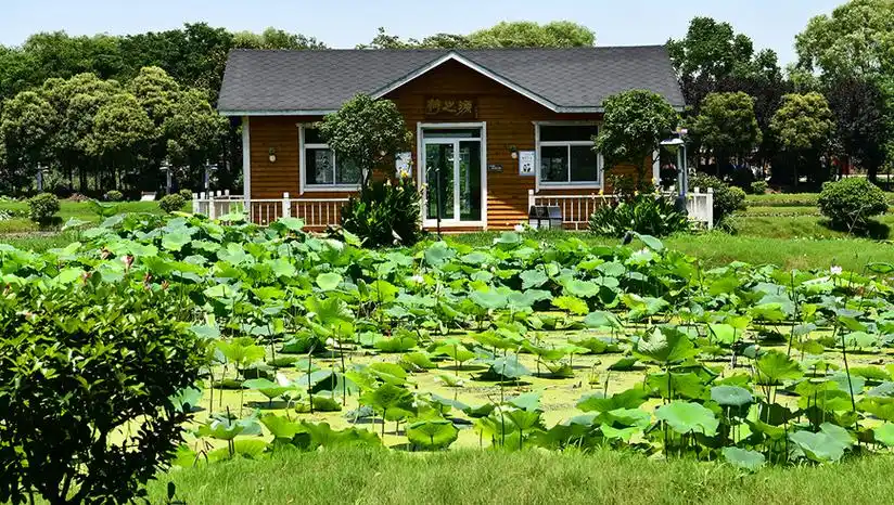 宝应荷园,可以游览万亩荷花的好地方