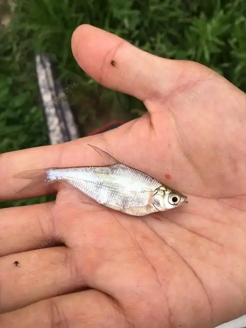 这难道就是传说中的柳叶鳊?