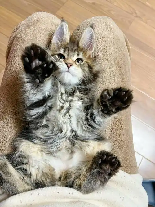 缅因猫棕虎斑妹妹找家长