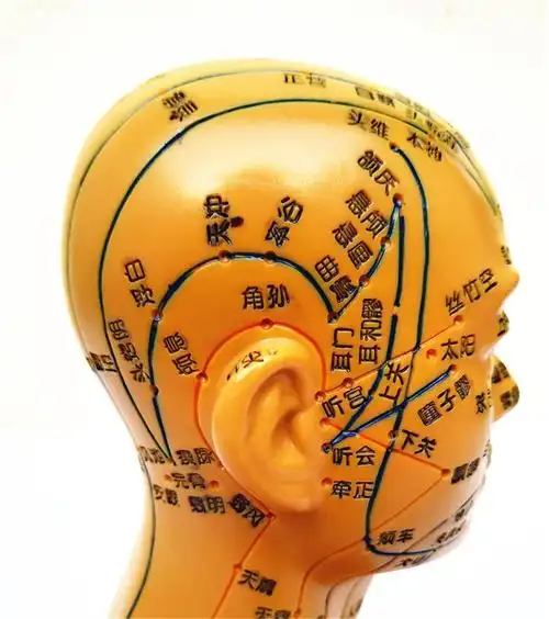 丰帆 头部针灸穴位模型 19cm 30cm模型 刻字版 19cm白色 头部针灸穴位