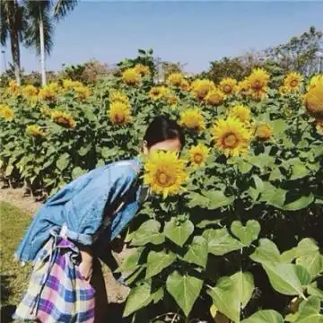 唯美小清新2020向日葵女生头像精选 你的微笑像向日葵般灿烂