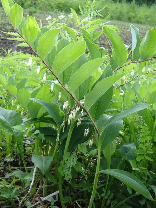 ">所罗门 /a>的封印是属于百合科的植物,就是人们平常所说的"玉竹"