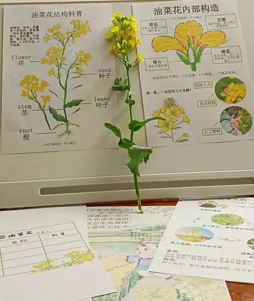 油菜花科普