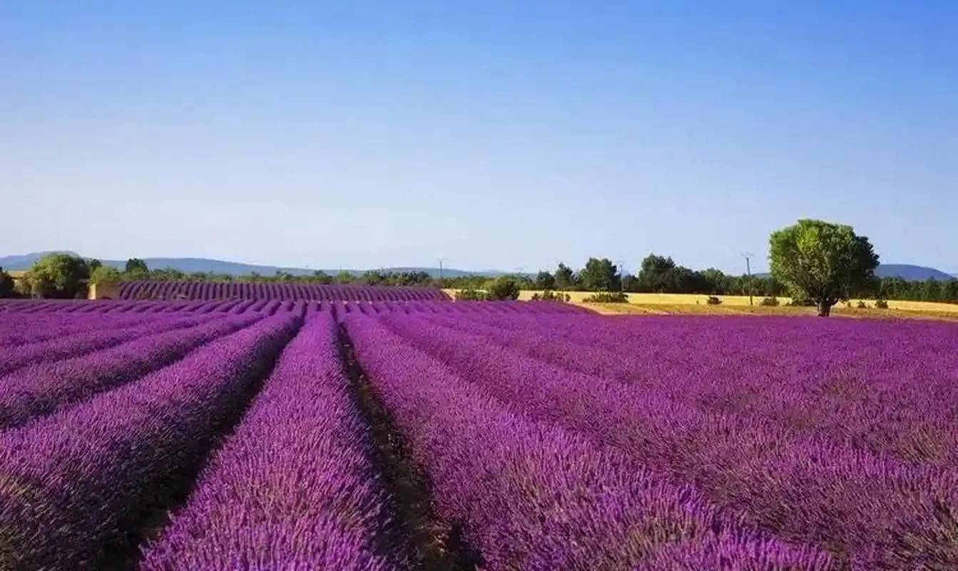 薰衣草花海!位于新疆维吾尔自治区伊犁哈萨克自治州霍城县境内!