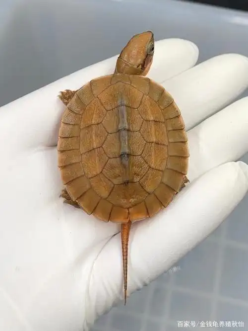 金钱龟的观赏性