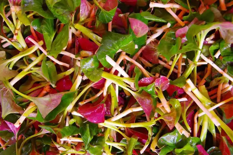 山野寻奇鱼腥草