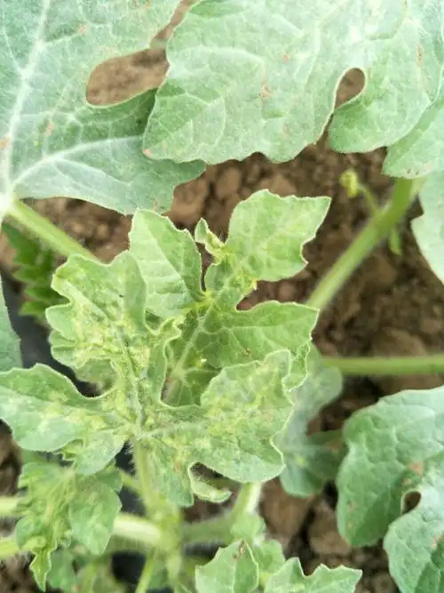 求助西瓜叶片黄斑