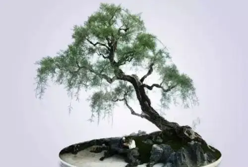 柽柳盆景,诗情画意的植物!