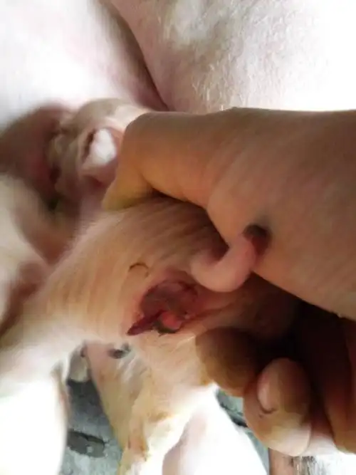 猪病预防财哥仔猪出生后还能站立第二天尿道口发红色不能站立但能吃奶