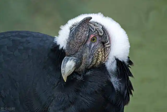 鸩鸟是什么鸟为什么剧毒早在山海经里就有了答案