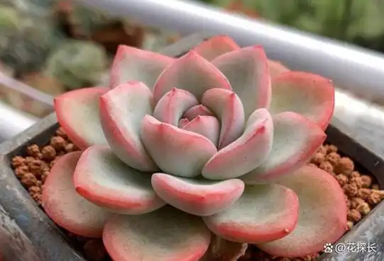 42多肉——泡芙:夏季这么养护,植株紧凑好似肉墩子,真的好漂亮