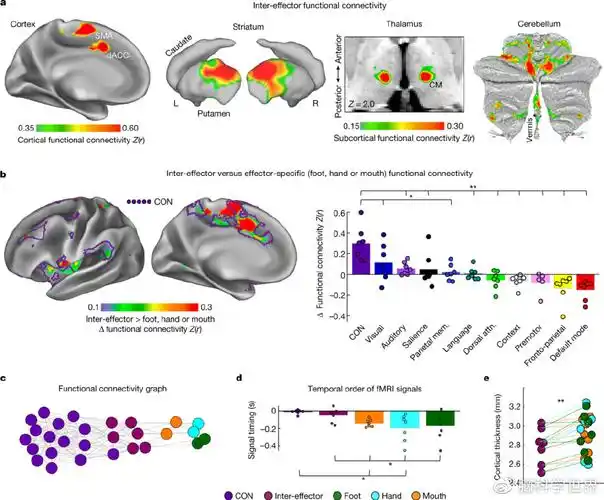 nature:精准fmri进一步"改写"经典教科书里的m1运动皮层