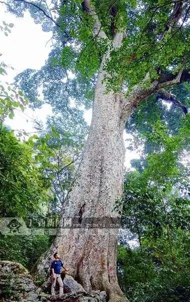 蚬木之王|手机广西网