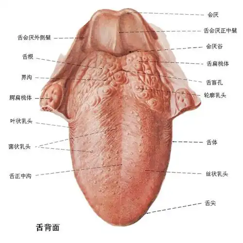 慎入!人类舌头后面有叫ru头的部分,有医学生能解释下是干嘛的吗?