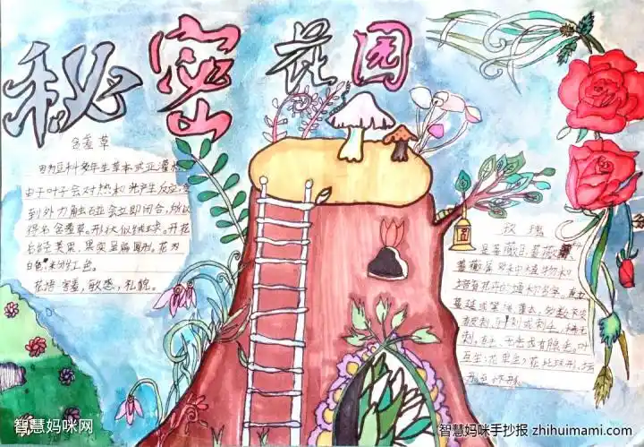 我的秘密花园手抄报简单又漂亮10张