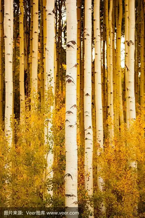 秋天的森林白杨树落下金色