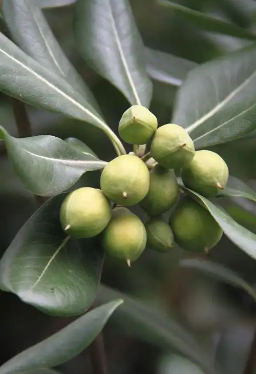 公园里的常青树海桐果海桐有着七里香的美名