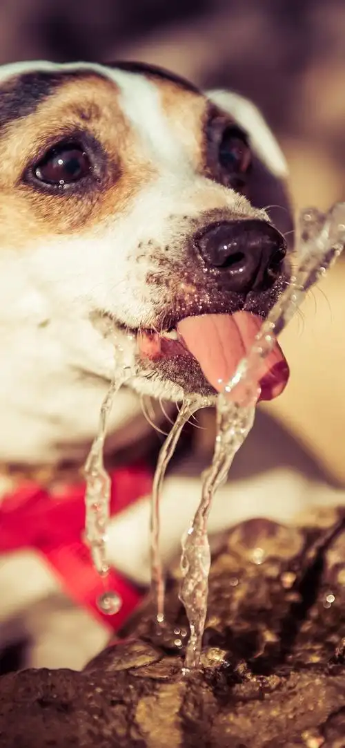 狗喝水iphone壁纸