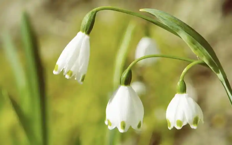 精选粉嫩迷人的鲜花唯美图片大全分享