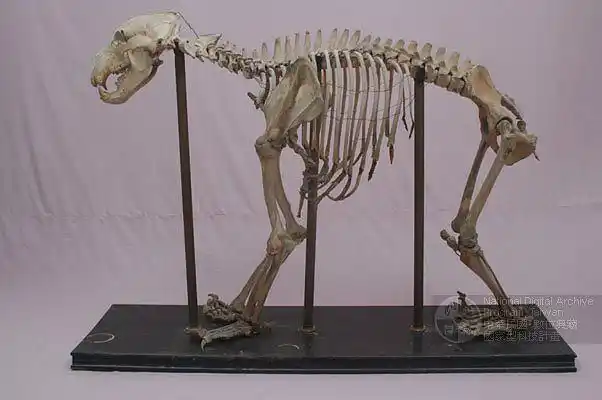 熊骨骼