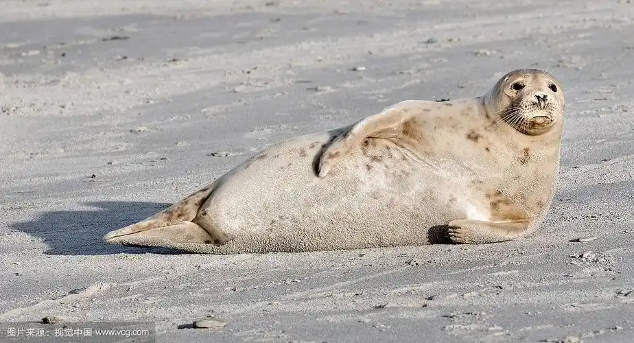 海豹躺在沙滩上