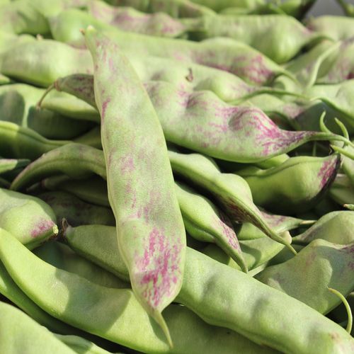 东北油豆角新鲜蔬菜一点红大宽面豆角开锅烂九月青食用辽宁包邮5