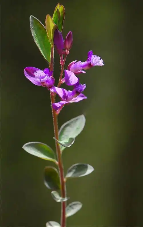 瓜子金花语可爱美丽济世解忧