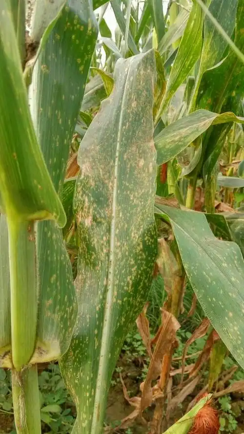 请问教授玉米得了什么病