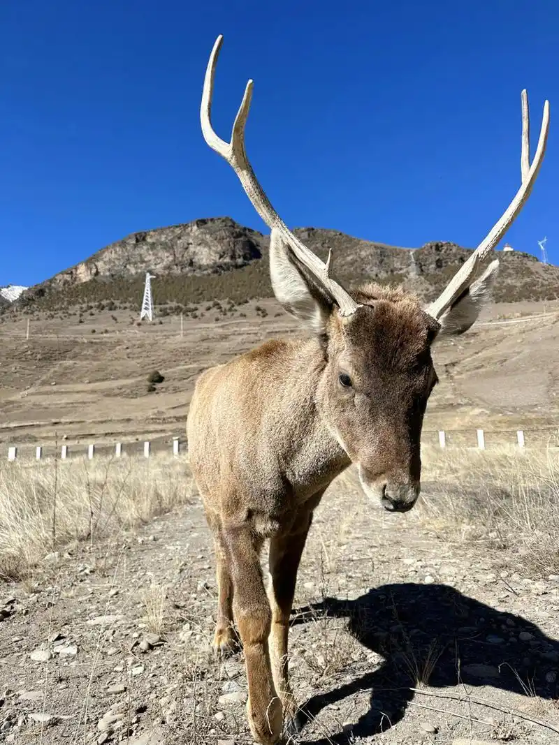白唇鹿:是中国特有珍稀鹿种,被列入中国国家重点保护野生动物名录一级