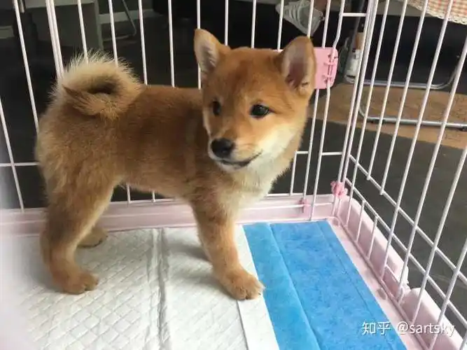 你们的柴犬小时候长什么样?