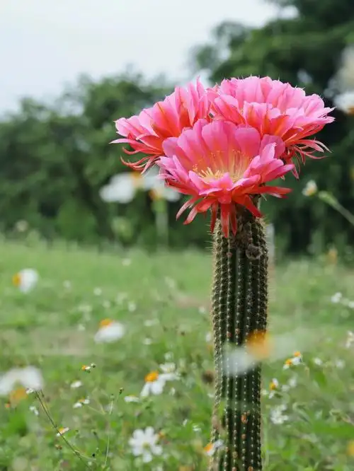 毛花柱经典品种飞碟