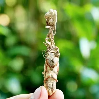 野生金蝉花10g(冬虫夏草替代品)