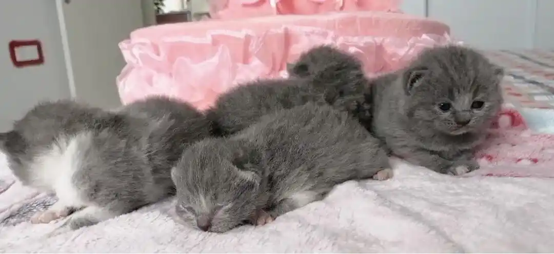 浦东英短高地长毛蓝猫蓝白找领养