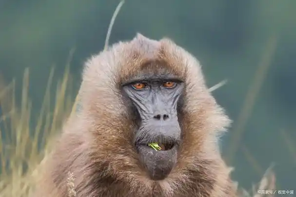 狒狒误入豹群,而反胜脱身