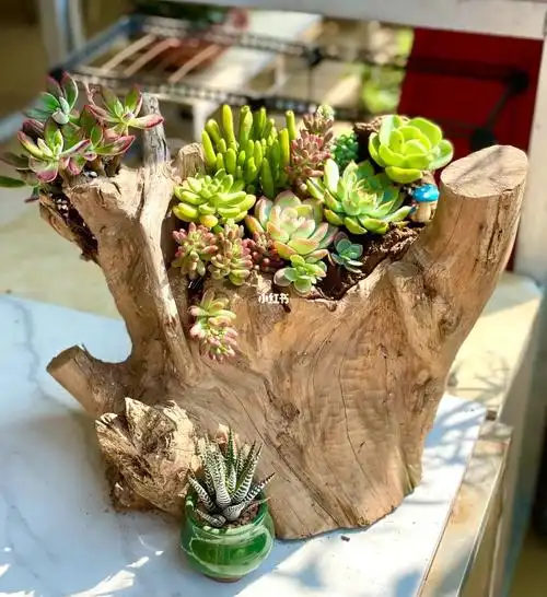 多肉组盆枯木逢春