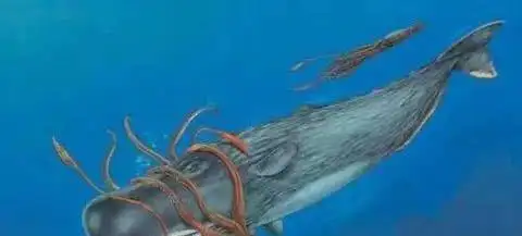 大王酸浆鱿和大王乌贼谁更大 它们真的敢攻击抹香鲸吗大王酸浆鱿和