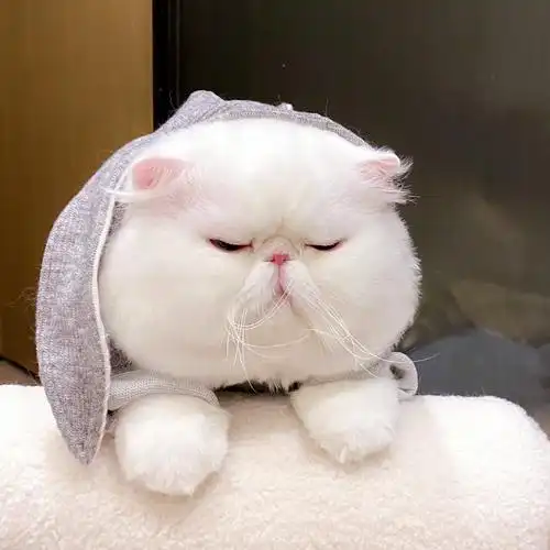 猫咪头像丨岁月静好 只因有喵