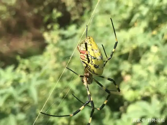 这种蜘蛛,它的名字叫棒络新妇
