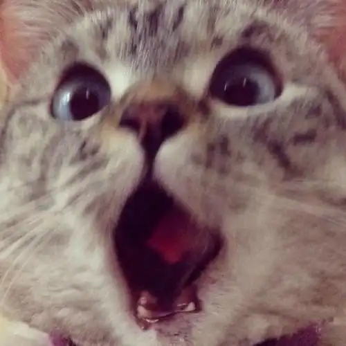 惊讶表情的卖萌猫咪nala